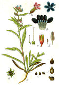 Illustration of a plant with detailed anatomical parts labeled.