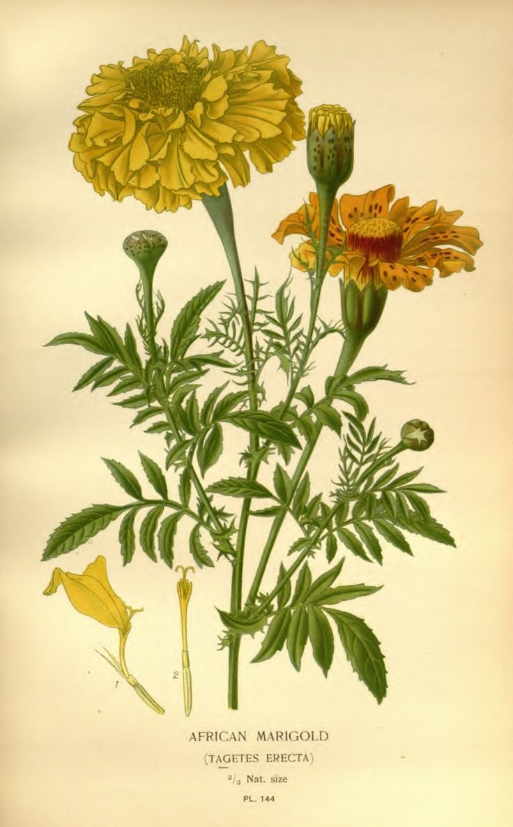 Illustration of African marigold flowers on a beige background