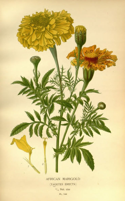 Illustration of African marigold flowers on a beige background