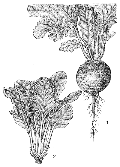 Illustration of a beetroot with leaves on a white background