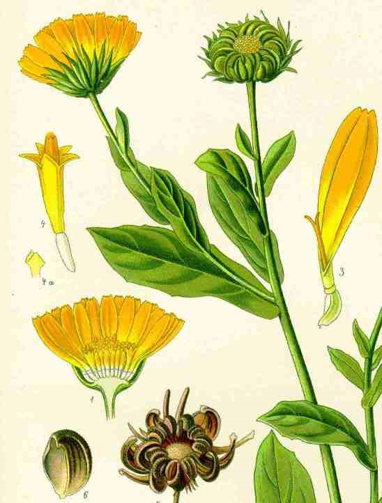 Illustration of a plant with various parts labeled on a white background