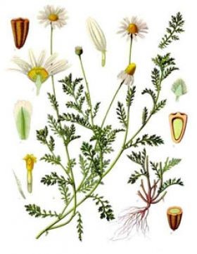 Illustration of a chamomile plant with detailed anatomical parts on a white background