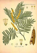 Botanical illustration of cutch with detailed leaves, flowers, and seed pods on a beige background.