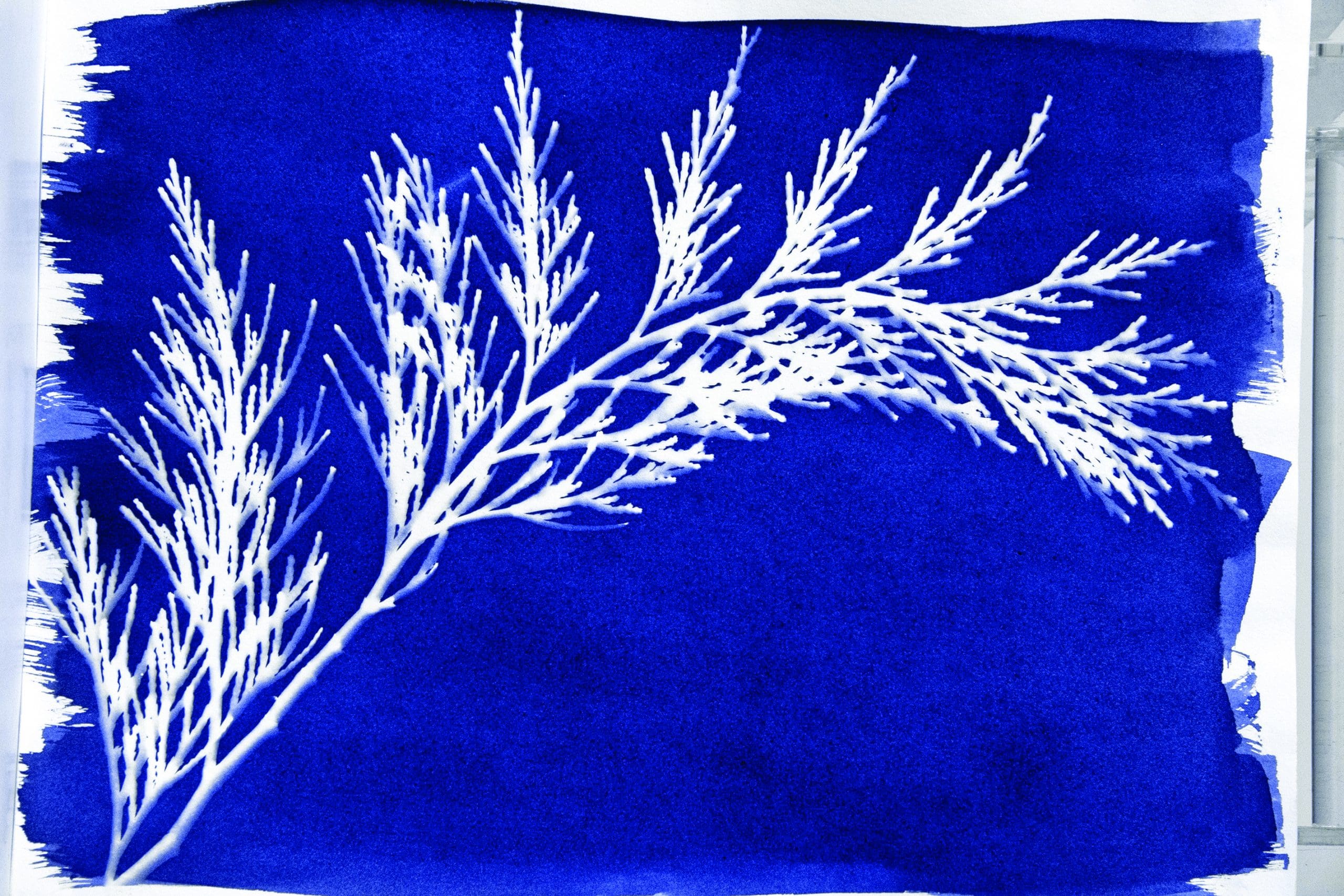 White branches on a cyanotype blue background