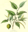 Illustration of a fustic plant branch with leaves and buds on a white background