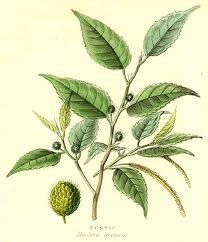 Illustration of a fustic plant branch with leaves and buds on a white background