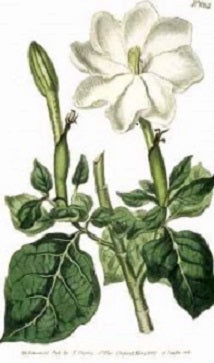 Botanical illustration of a white gardenia flower with green leaves