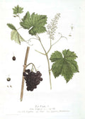 Botanical illustration of grapes and leaves on a white background