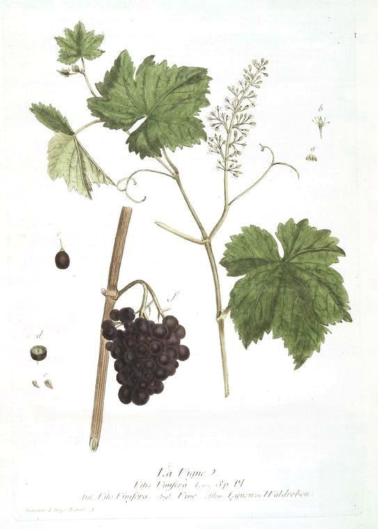 Botanical illustration of grapes and leaves on a white background