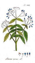 Botanical illustration of a henna plant with green leaves and blue flowers on a white background.