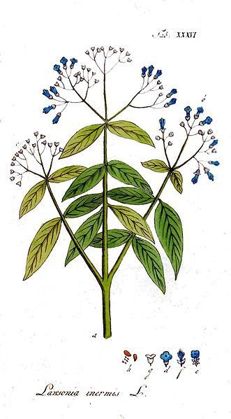 Botanical illustration of a henna plant with green leaves and blue flowers on a white background.