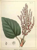 Botanical illustration of a plant with a large green leaf and red-brown flower cluster on a white background.