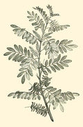 Botanical illustration of a plant branch with leaves on a beige background