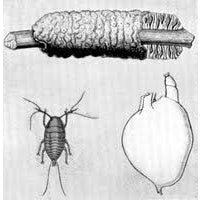 Illustration of a lac bug and its life stages on a white background
