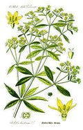 Illustration of a madder plant with green leaves and yellow flowers on a white background