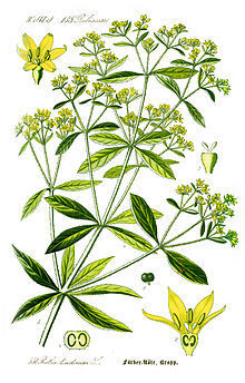 Illustration of a madder plant with green leaves and yellow flowers on a white background