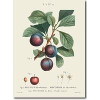 Vintage-style illustration of plums on a white background