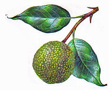 Illustration of a green fruit with leaves on a white background