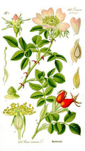 Botanical illustration of a rose plant with flowers and leaves on a white background