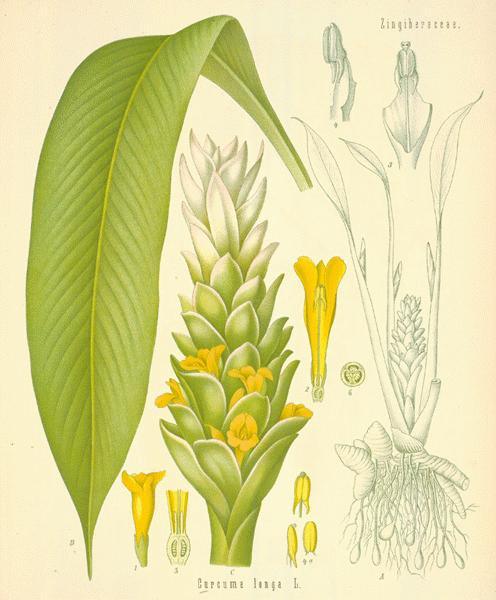 Botanical illustration of a turmeric plant with detailed anatomical features on a beige background