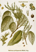 Illustration of kamala leaves