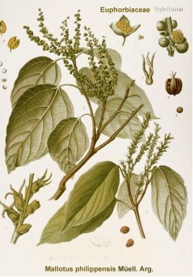 Illustration of kamala leaves