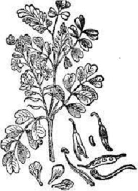 Black and white illustration of a logwood plant with leaves and seeds.