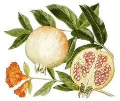 Illustration of a pomegranate with leaves and flowers