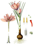 Illustration of a saffron plant with flowers, bulb, and root structure on a white background.